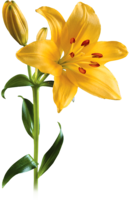 flowers & Lilium free transparent png image.