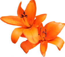 flowers & Lilium free transparent png image.