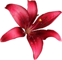 flowers & lilium free transparent png image.