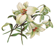 flowers & Lilium free transparent png image.