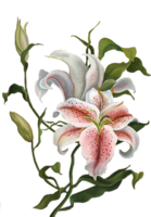 flowers & Lilium free transparent png image.