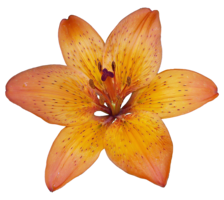 flowers & Lilium free transparent png image.