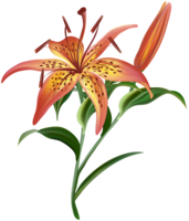 flowers & Lilium free transparent png image.