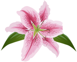 flowers & Lilium free transparent png image.