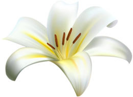 flowers & Lilium free transparent png image.