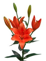 flowers & Lilium free transparent png image.