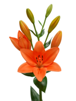 flowers & lilium free transparent png image.