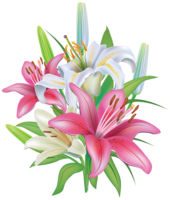 flowers & lilium free transparent png image.