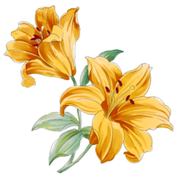 flowers & Lilium free transparent png image.