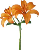 flowers & lilium free transparent png image.