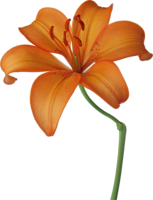 flowers & lilium free transparent png image.