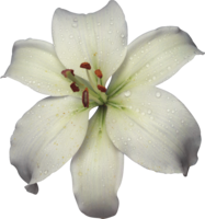 flowers & lilium free transparent png image.