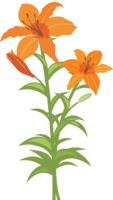 flowers & lilium free transparent png image.