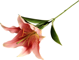 flowers & Lilium free transparent png image.