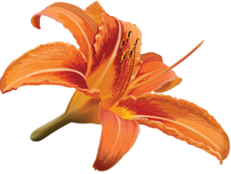 flowers & lilium free transparent png image.