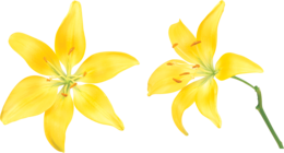 flowers & Lilium free transparent png image.