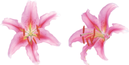 flowers & lilium free transparent png image.