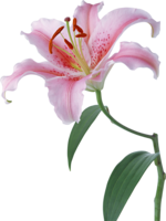 flowers & Lilium free transparent png image.