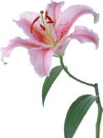 flowers & lilium free transparent png image.