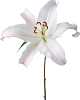 flowers & Lilium free transparent png image.