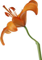 flowers & lilium free transparent png image.