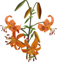 flowers & Lilium free transparent png image.