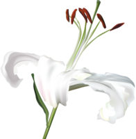 flowers & Lilium free transparent png image.