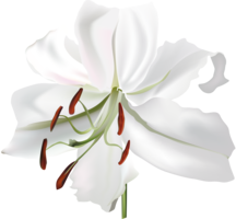 flowers & lilium free transparent png image.