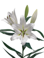 flowers & Lilium free transparent png image.