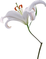 flowers & lilium free transparent png image.