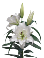 flowers & lilium free transparent png image.