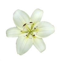 flowers & lilium free transparent png image.