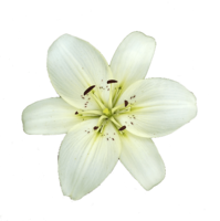 flowers & Lilium free transparent png image.