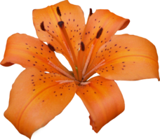 flowers & lilium free transparent png image.