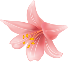 flowers & lilium free transparent png image.