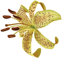 flowers & Lilium free transparent png image.