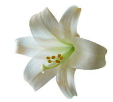 flowers & lilium free transparent png image.