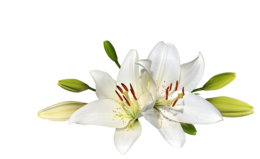 flowers & lilium free transparent png image.