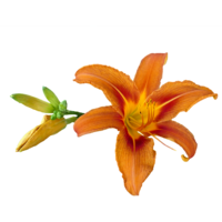 flowers & Lilium free transparent png image.