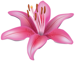 flowers & lilium free transparent png image.