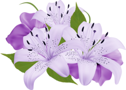 flowers & lilium free transparent png image.