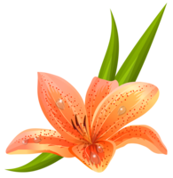 flowers & lilium free transparent png image.