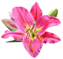 flowers & lilium free transparent png image.