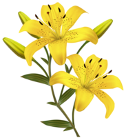 flowers & lilium free transparent png image.