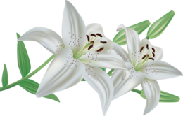 flowers & Lilium free transparent png image.