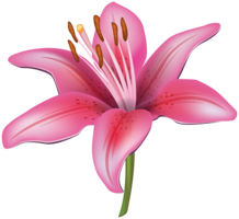 flowers & Lilium free transparent png image.