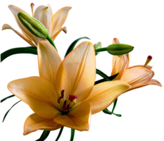 flowers & Lilium free transparent png image.