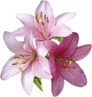 flowers & lilium free transparent png image.