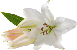 flowers & lilium free transparent png image.