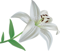 flowers & lilium free transparent png image.